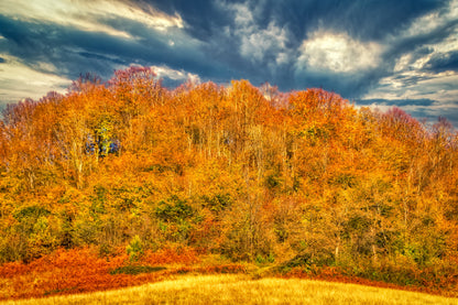 Orange Fall Forest & Cloudy Sky Photograph Home Decor Premium Quality Poster Print Choose Your Sizes