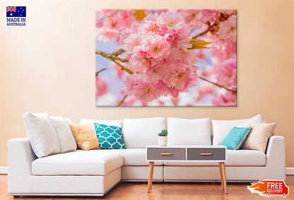 Pink Sakura Flowers Branch View Photograph Print 100% Australian Made