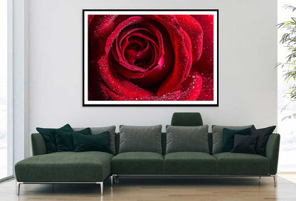 Water Droplet on Red Rose View Photograph Home Decor Premium Quality Poster Print Choose Your Sizes