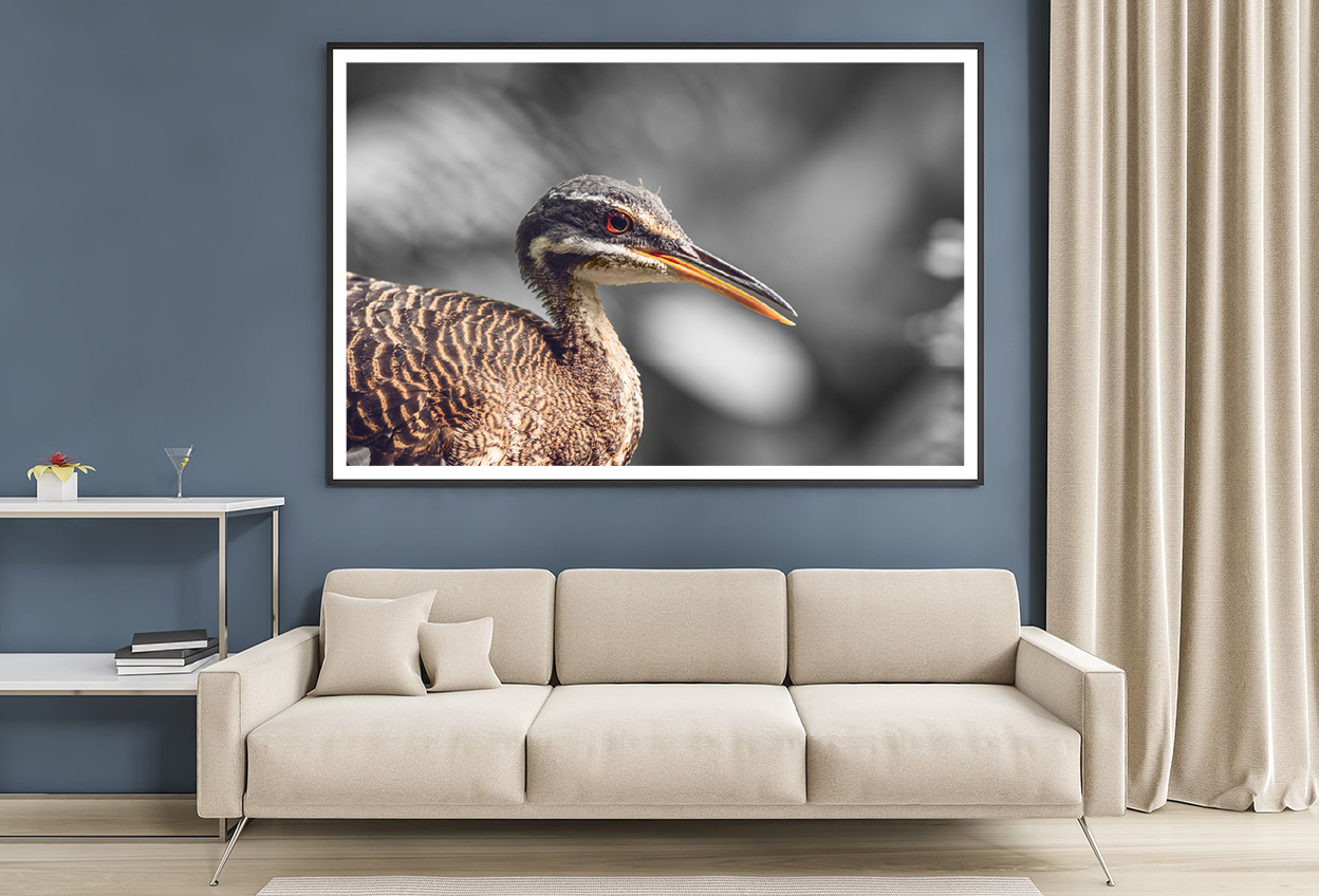 Sunbittern Bird Closeup B&W Photograph Home Decor Premium Quality Poster Print Choose Your Sizes