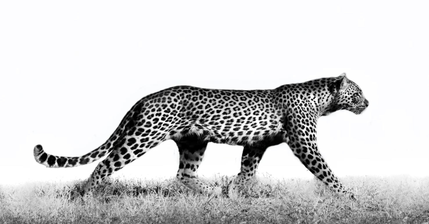 Leopard Walking B&W Photograph Home Decor Premium Quality Poster Print Choose Your Sizes