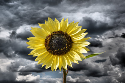 Sunflower Under Dark Cloudy Sky View Photograph Home Decor Premium Quality Poster Print Choose Your Sizes