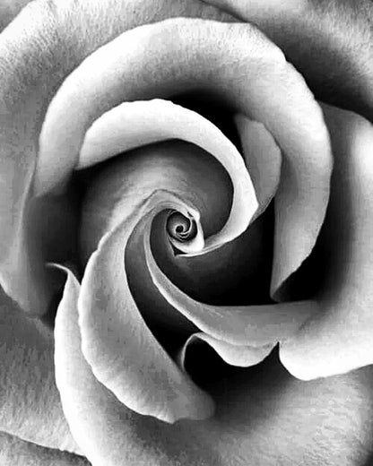 Rose Flower Closeup B&W View Photograph Print 100% Australian Made