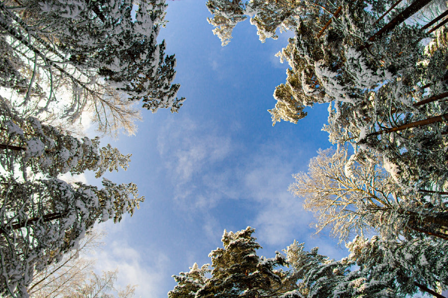 Snowy Trees Low Angle View Photogtaph Print 100% Australian Made