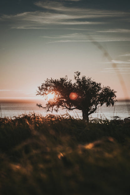 Tree Shore During Sunset Scenery View Photograph Print 100% Australian Made