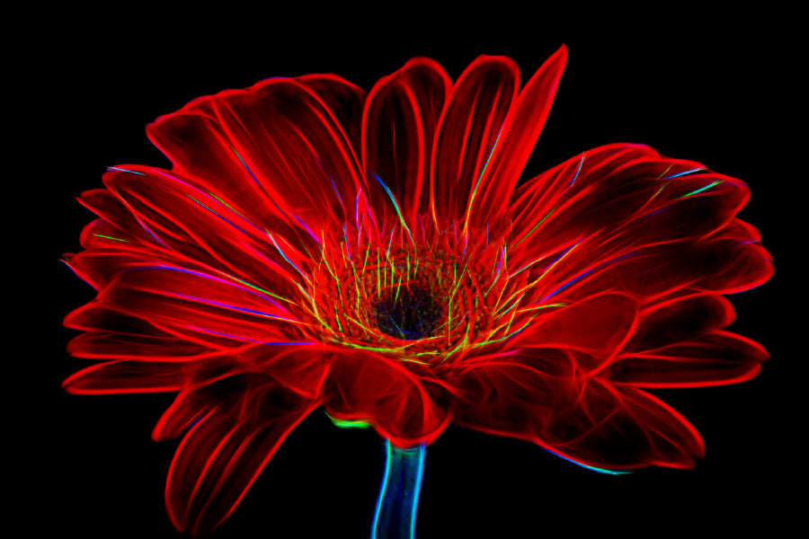 Red Daisy Closeup Digital Art Print 100% Australian Made