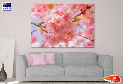 Pink Sakura Flowers Branch View Photograph Print 100% Australian Made