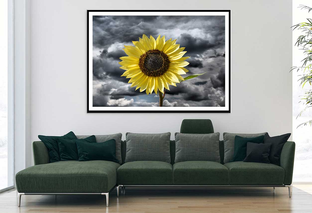 Sunflower Under Dark Cloudy Sky View Photograph Home Decor Premium Quality Poster Print Choose Your Sizes