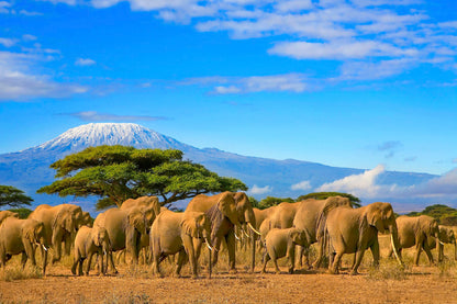 Kilimanjaro Elephants Walking Photograph Print 100% Australian Made