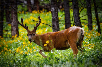 Elk in Forest Closeup Photograph Print 100% Australian Made