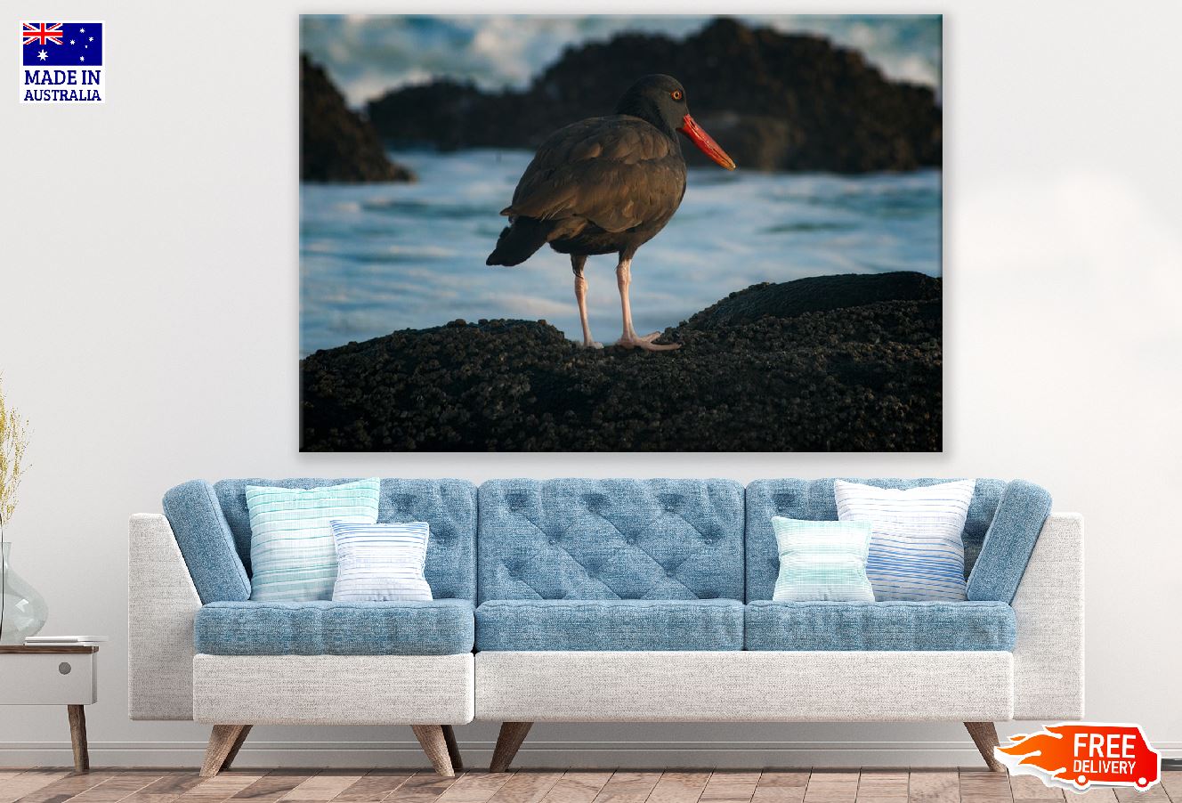 Blackish Oystercatcher Bird Closeup Photograph Print 100% Australian Made