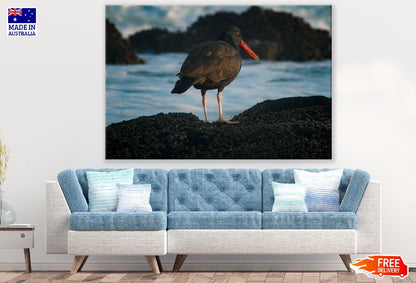 Blackish Oystercatcher Bird Closeup Photograph Print 100% Australian Made