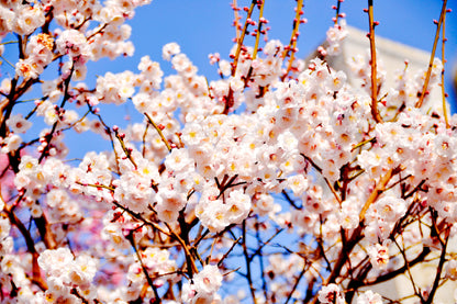 White Pink Cherry Flower Branch View Photograph Print 100% Australian Made