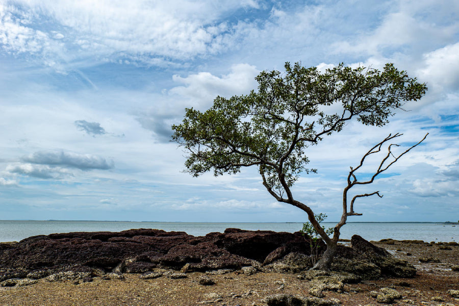 Alone Tree on Sea Shore View Photograph Print 100% Australian Made