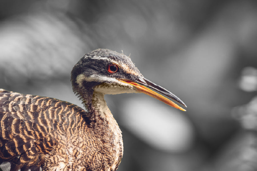 Sunbittern Bird Closeup B&W Photograph Print 100% Australian Made