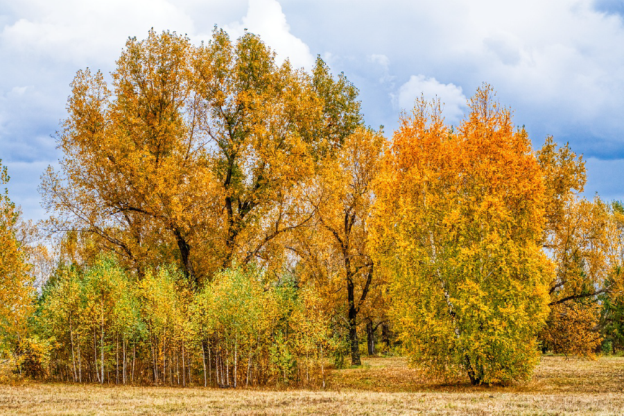 Autumn Forest Photograph Print 100% Australian Made