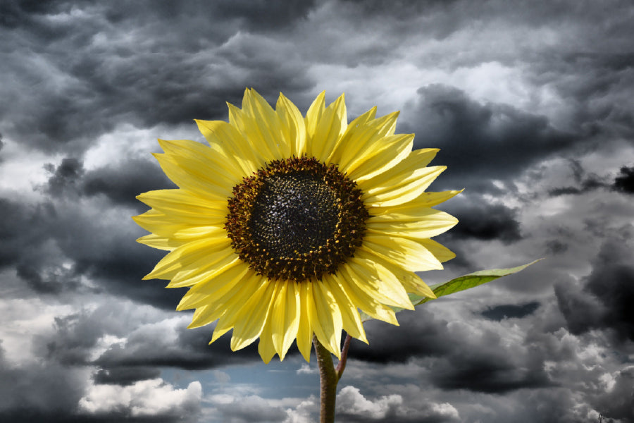 Sunflower Under Dark Cloudy Sky View Photograph Print 100% Australian Made