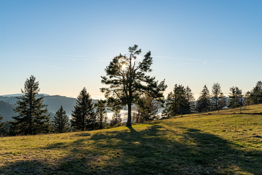 Trees on Hill Sunshine Scenery Photograph Print 100% Australian Made