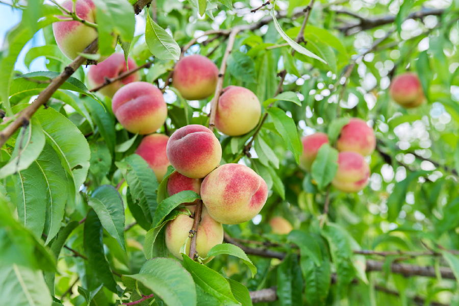 Red Apple Trees Photograph Print 100% Australian Made