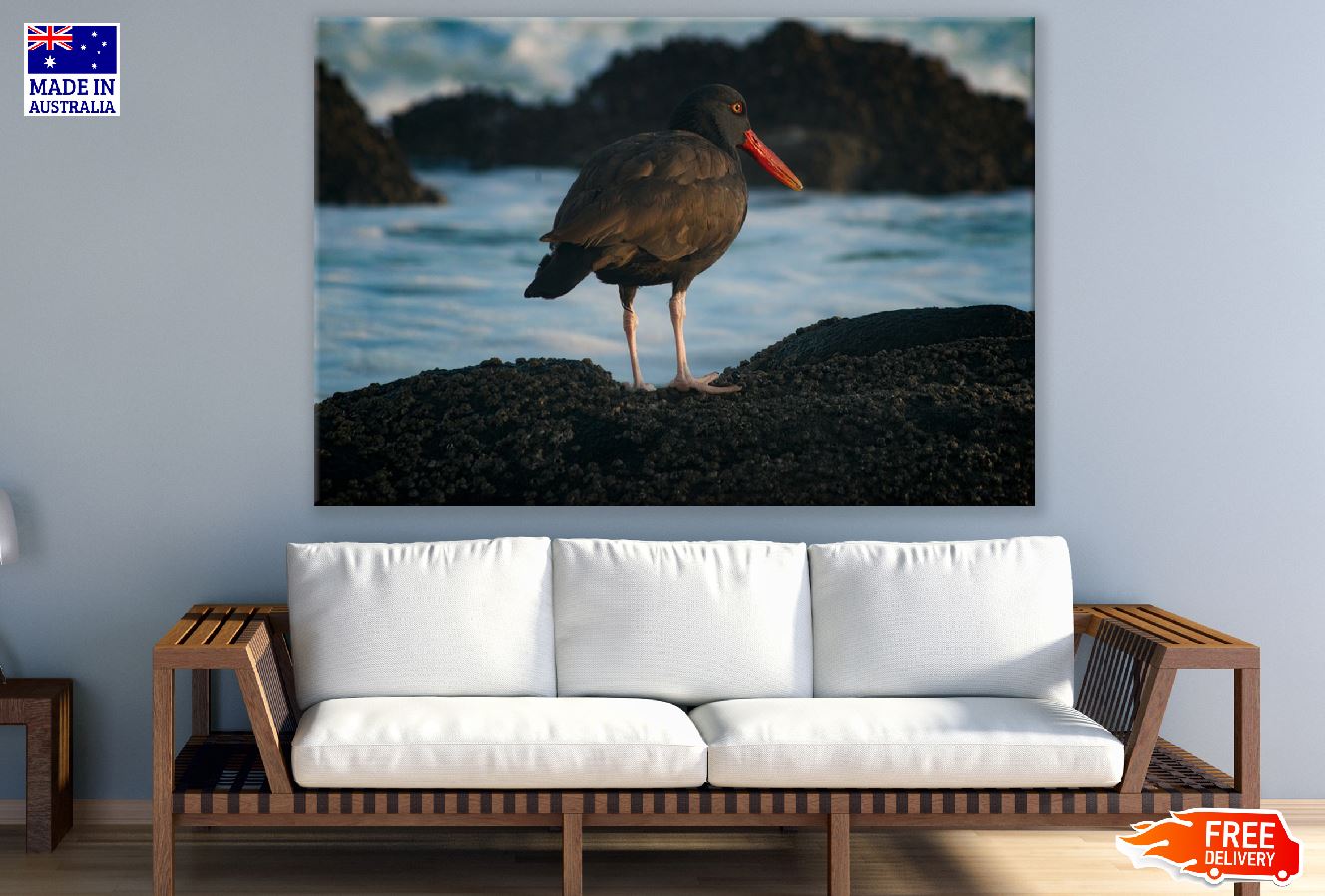 Blackish Oystercatcher Bird Closeup Photograph Print 100% Australian Made