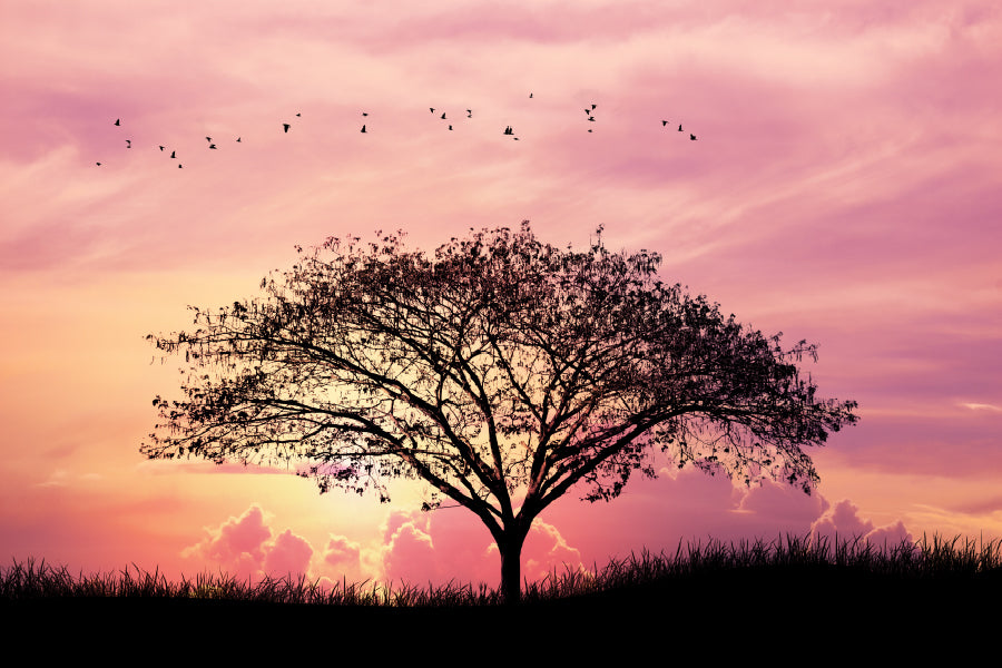 Alone Tree on Field Pink Sky Scenery Photograph Print 100% Australian Made