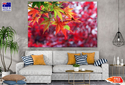 Colorful Maple Leaves Branch Photograph Print 100% Australian Made