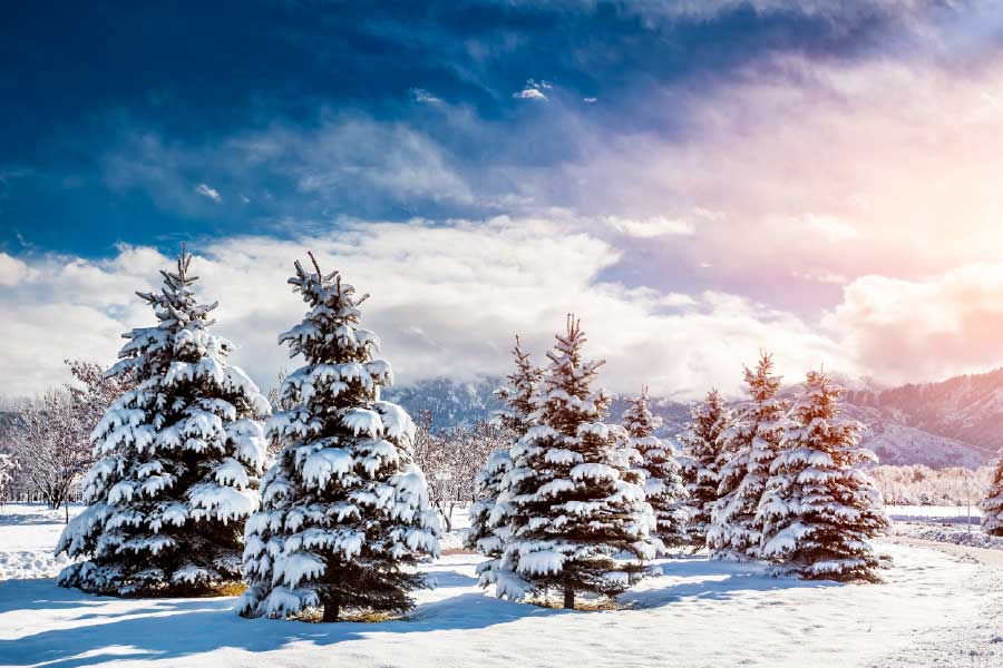 Bella Home Pine Trees Snow Field & Sky View Print Canvas Ready to hang