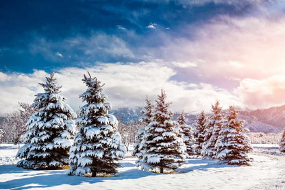 Bella Home Pine Trees Snow Field & Sky View Print Canvas Ready to hang