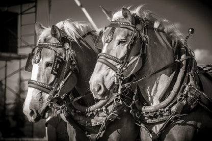 Draft Horses B&W View Photograph Print 100% Australian Made