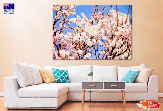 White Pink Cherry Flower Branch View Photograph Print 100% Australian Made