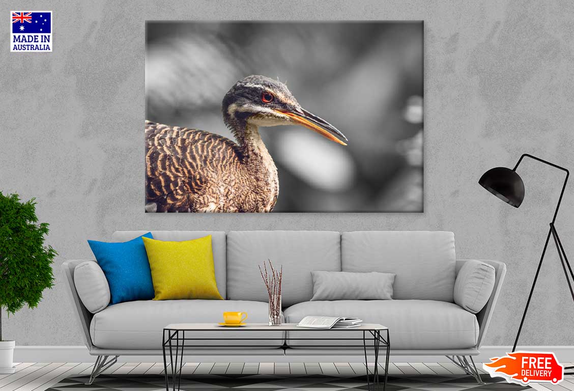 Sunbittern Bird Closeup B&W Photograph Print 100% Australian Made