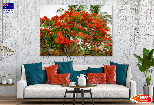 Royal Poinciana Tree View Photograph Print 100% Australian Made