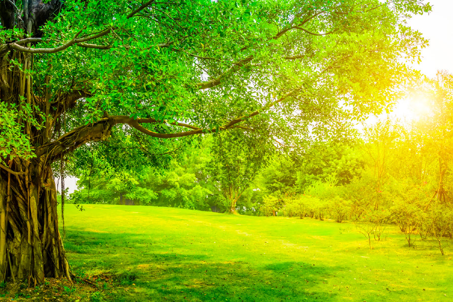 Green Old Tree Garden Sunlight Photograph Print 100% Australian Made