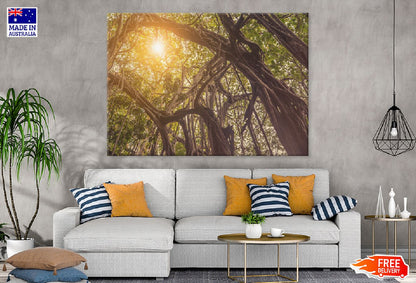 Banyan Tree in Jungle Sunset View Photograph Print 100% Australian Made