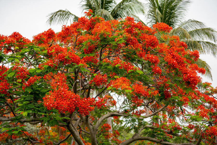 Royal Poinciana Tree View Photograph Print 100% Australian Made