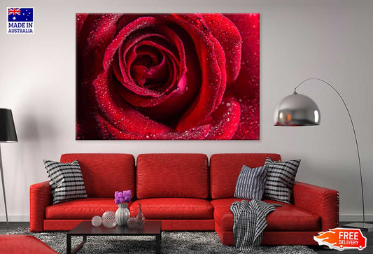 Water Droplet on Red Rose View Photograph Print 100% Australian Made