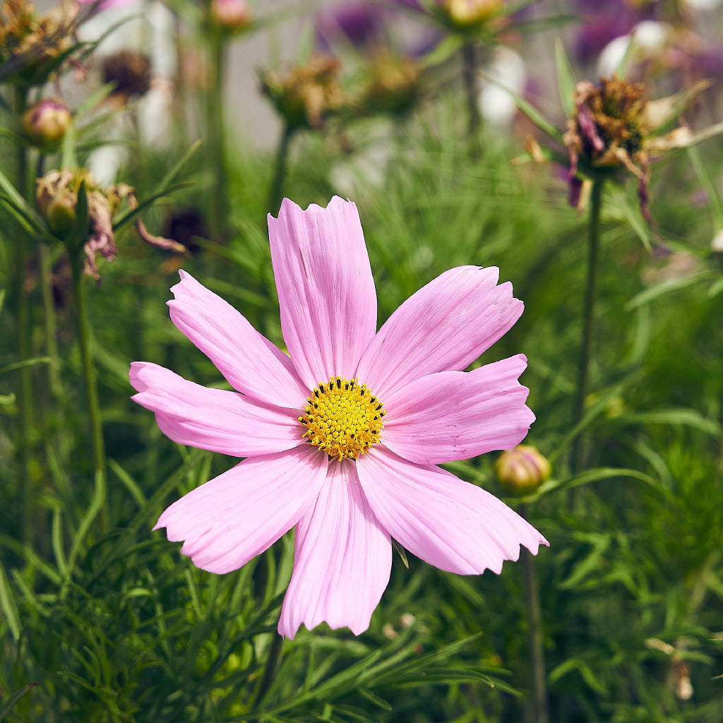 Square Canvas Pink Cosmos View Photograph High Quality Print 100% Australian Made