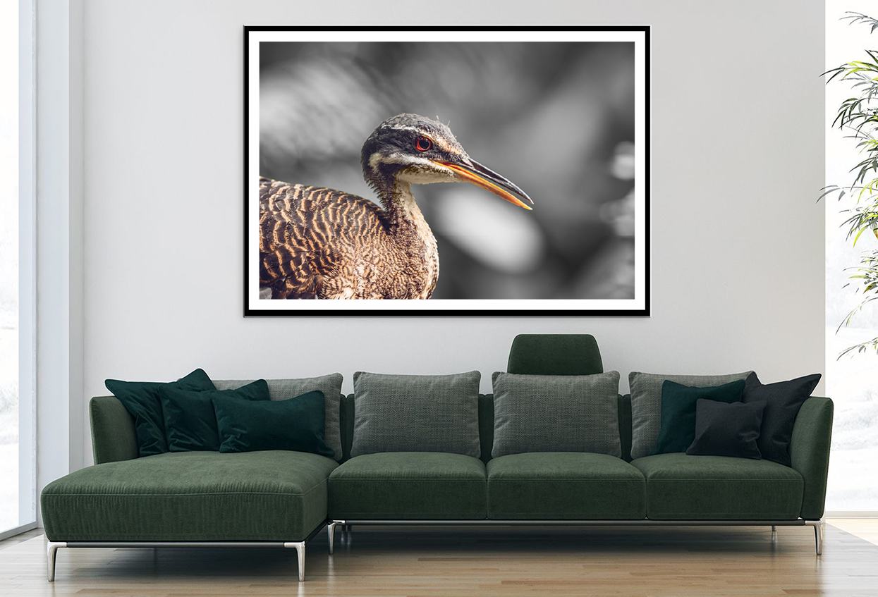 Sunbittern Bird Closeup B&W Photograph Home Decor Premium Quality Poster Print Choose Your Sizes