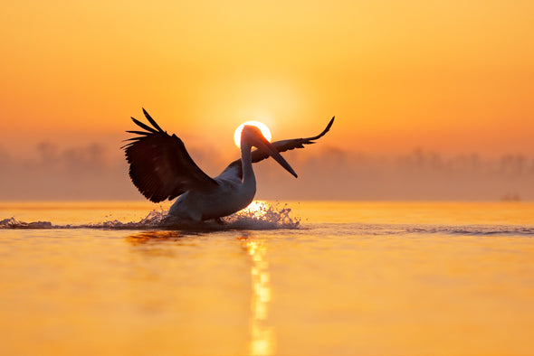 Pelican Bird in a River Sunset Print 100% Australian Made