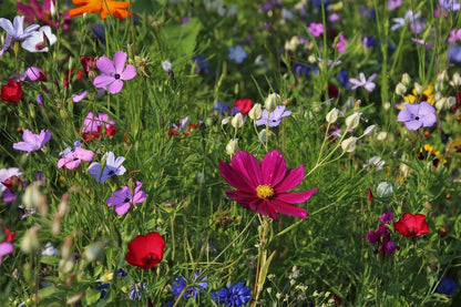 Wild Flowers Field Photograph Print 100% Australian Made