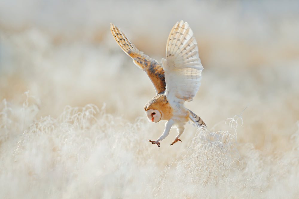 Owl Open Wings Landing on Field Photograph 100% Australian Made