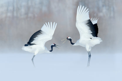 Red Crowned Crane Couple Dancing Photograph Print 100% Australian Made