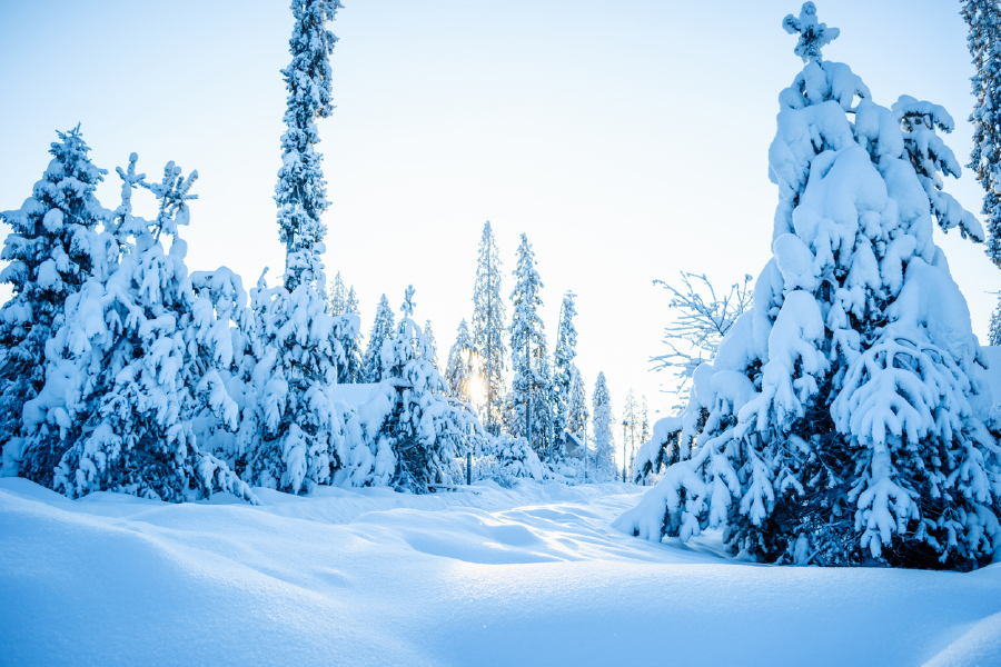 Snow Coverd Trees View Photograph Print 100% Australian Made