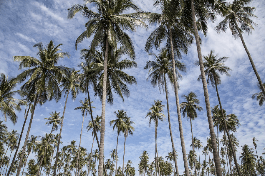 Palm Trees Under Blue Sky Photograph Print 100% Australian Made