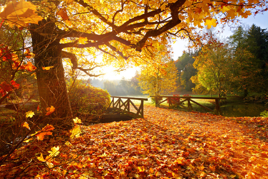 Autumn Garden with Wooden Bridge Photograph Print 100% Australian Made