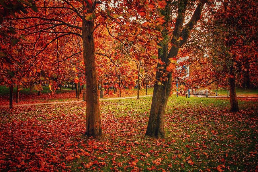 Red Maple Trees Autumn Scenery Photograph Print 100% Australian Made