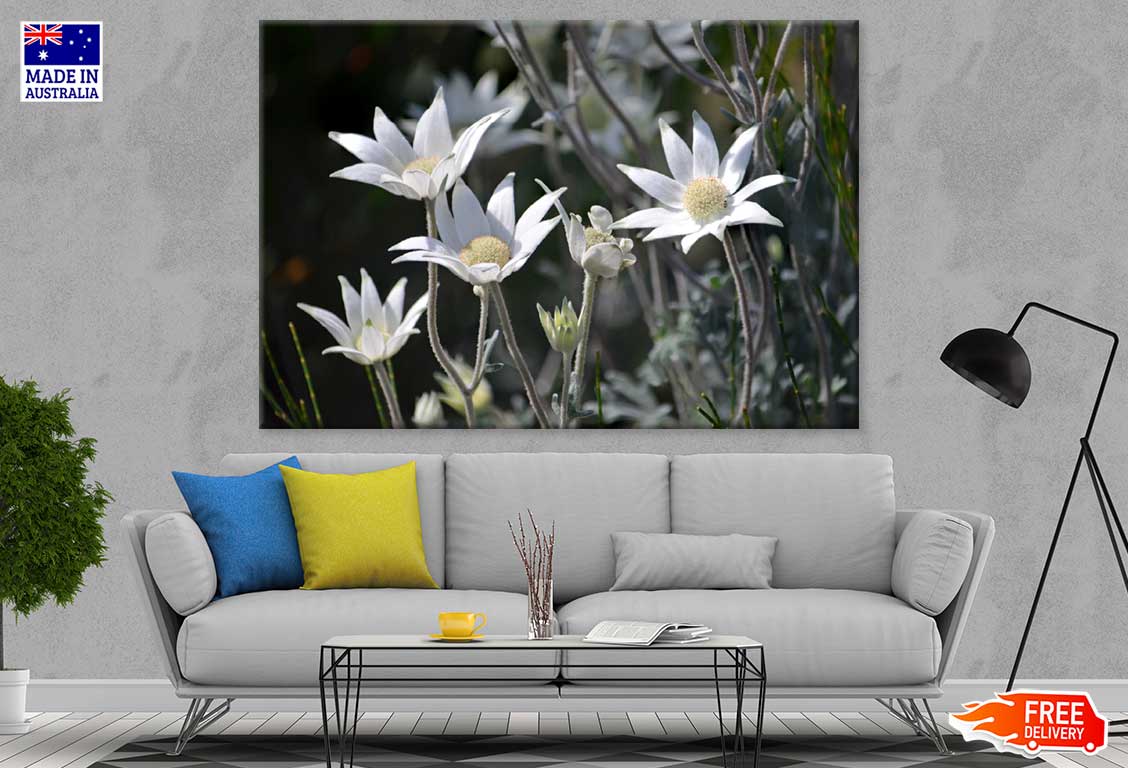 Australian Flannel Flowers View Photograph Print 100% Australian Made