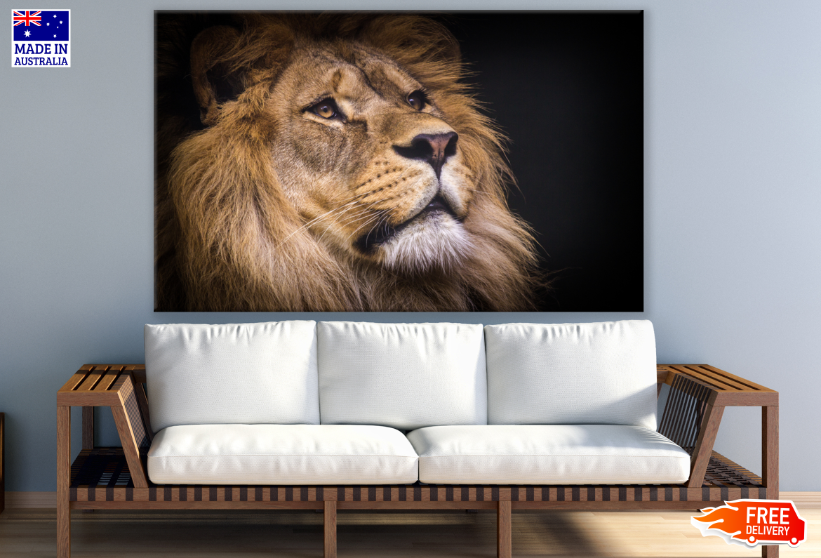 Lion Face Portrait Photograph Print 100% Australian Made