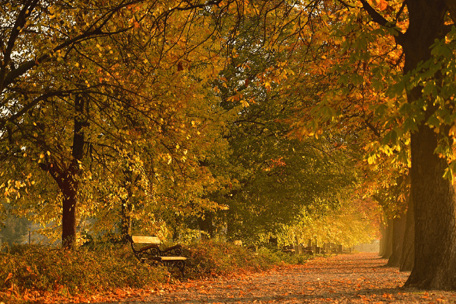 Yellow Maple Trees Autumn Scenery Photograph Print 100% Australian Made