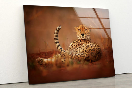 Cheetah Closeup Photograph Acrylic Glass Print Tempered Glass Wall Art 100% Made in Australia Ready to Hang